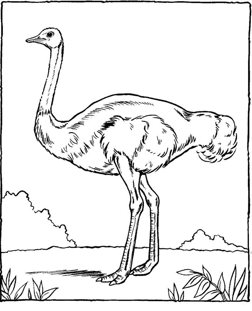 Раскраска попугай