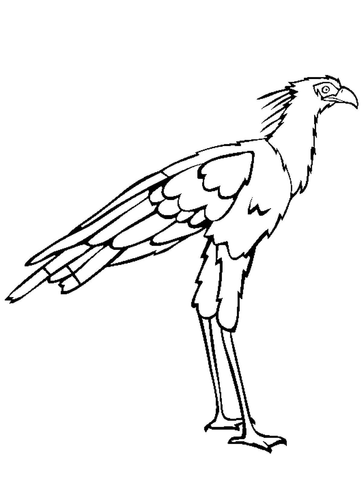 Животные Австралии раскраска