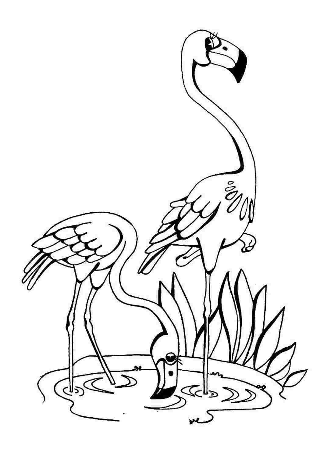 Розовый Фламинго раскраска