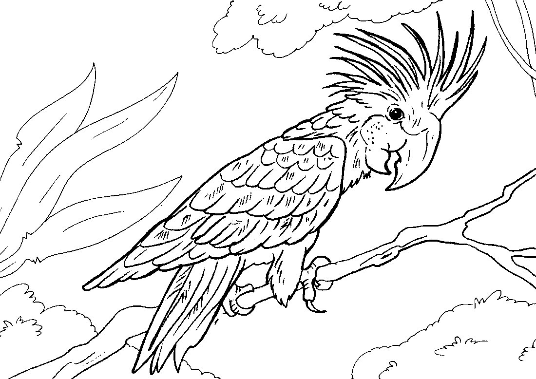 Птицы. Раскраска