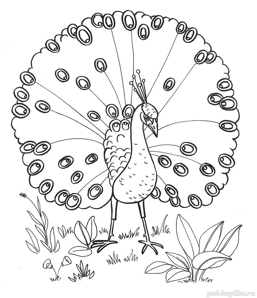 Фламинго раскраска для детей