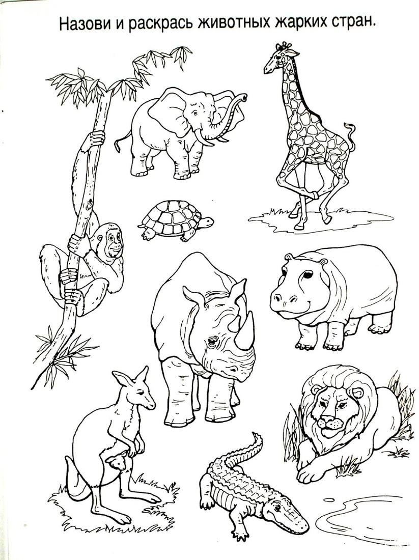 Зоопарк раскраска для детей
