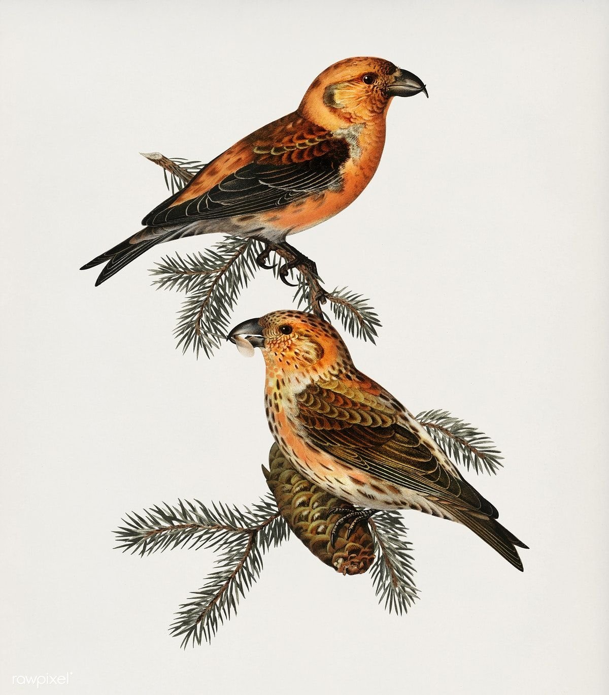 Птица Клест на прозрачном фоне