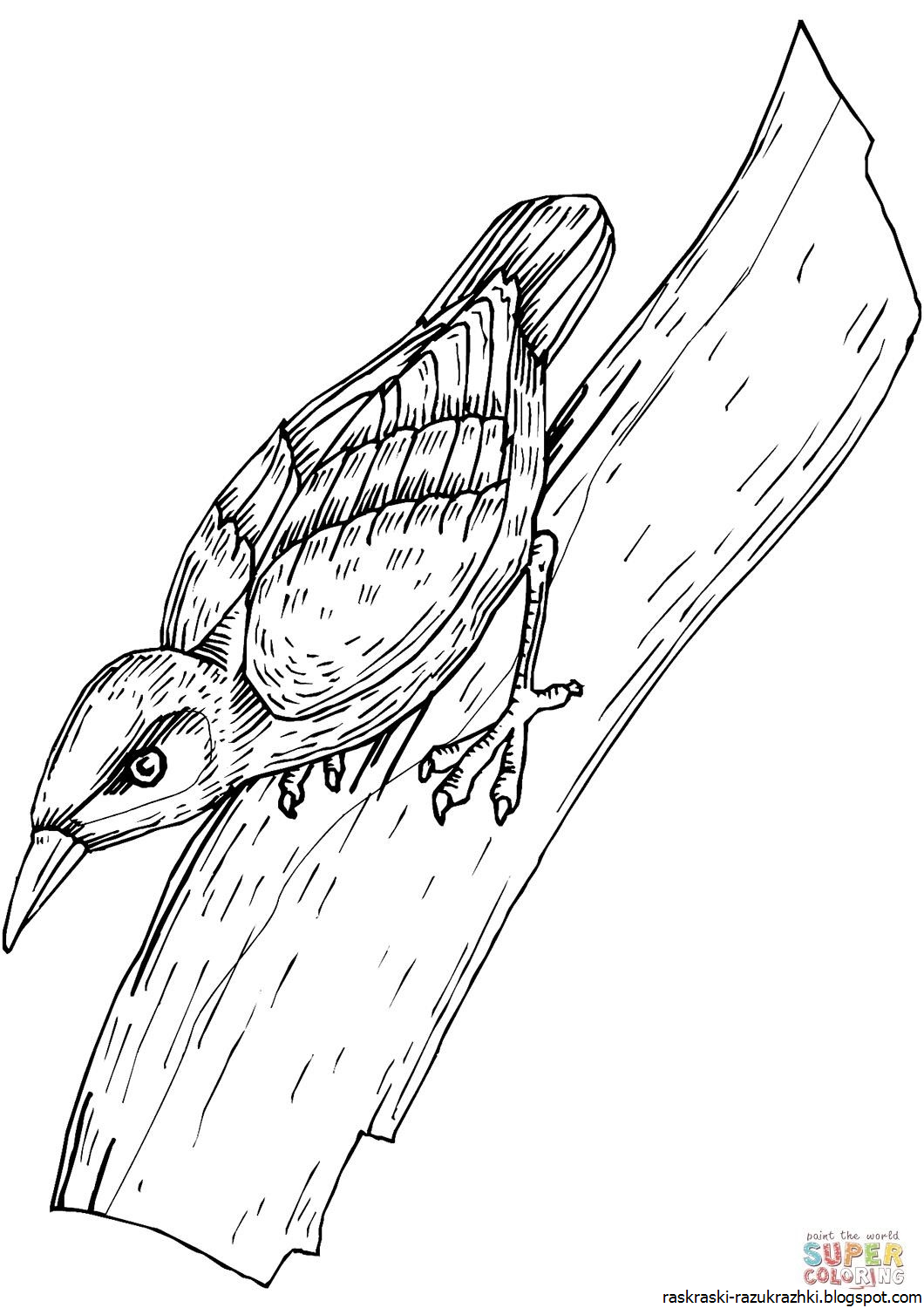 Клест рисунок