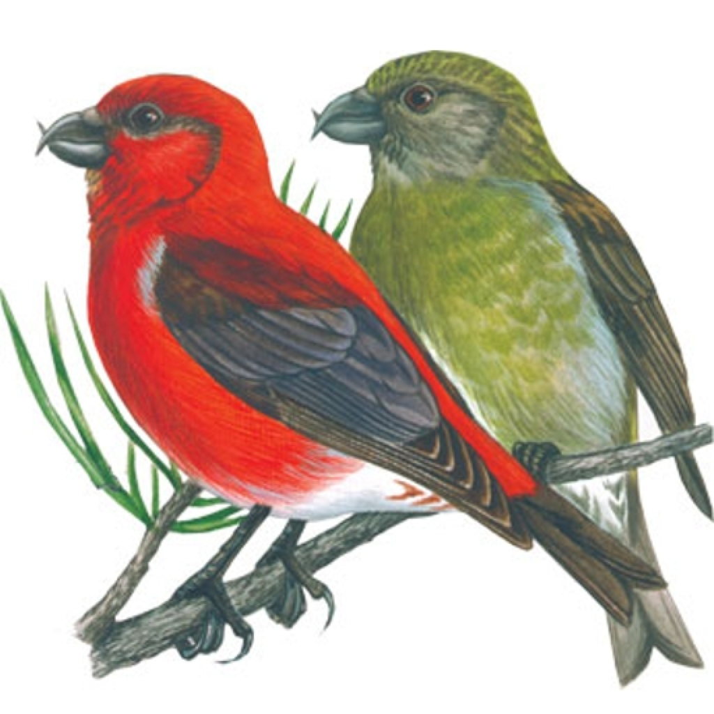 Зяблик раскраска для детей