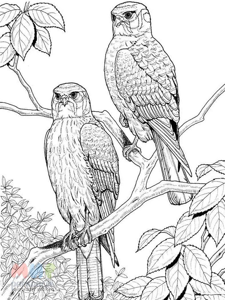 Чиж раскраска для детей