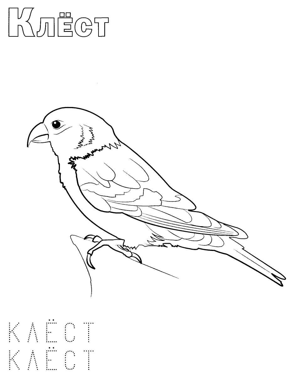 Раскраска зимующие птицы Клест