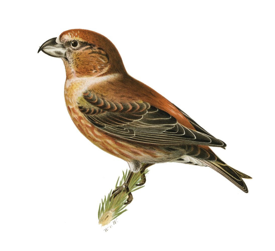 Клест клипарт