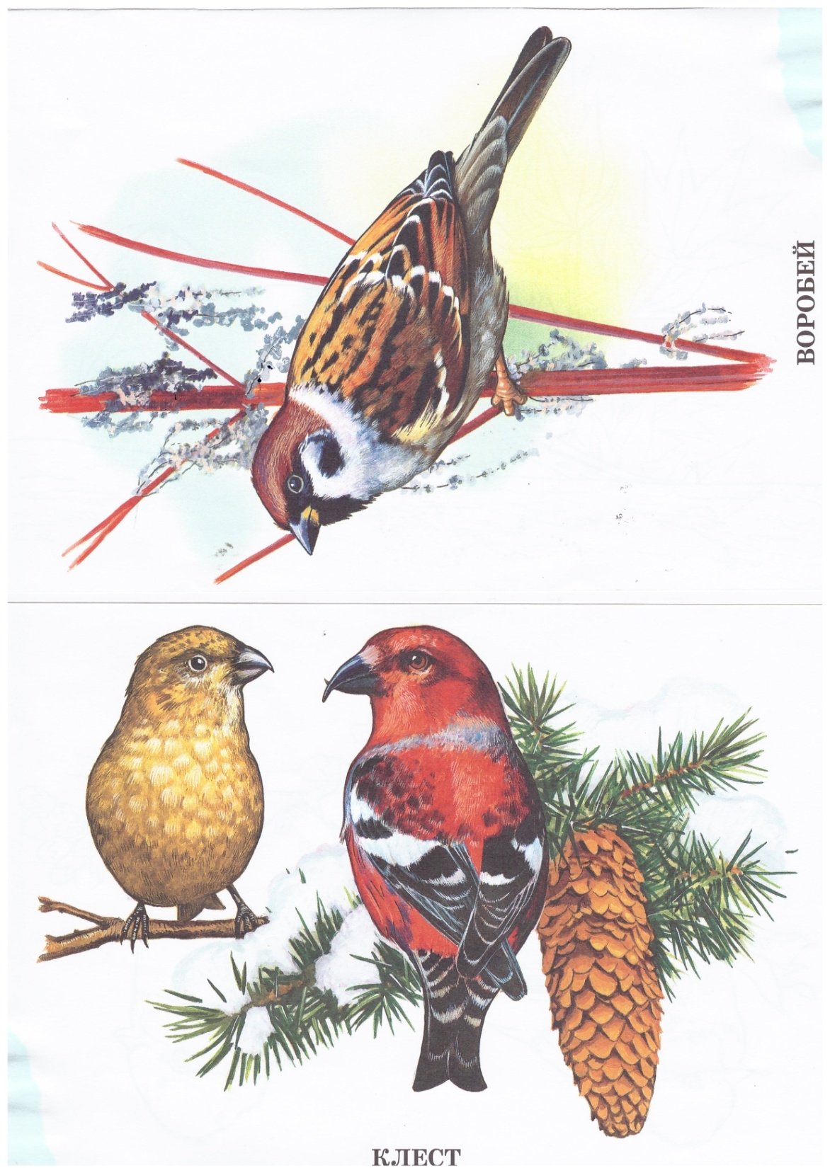 Клест картинка для детей