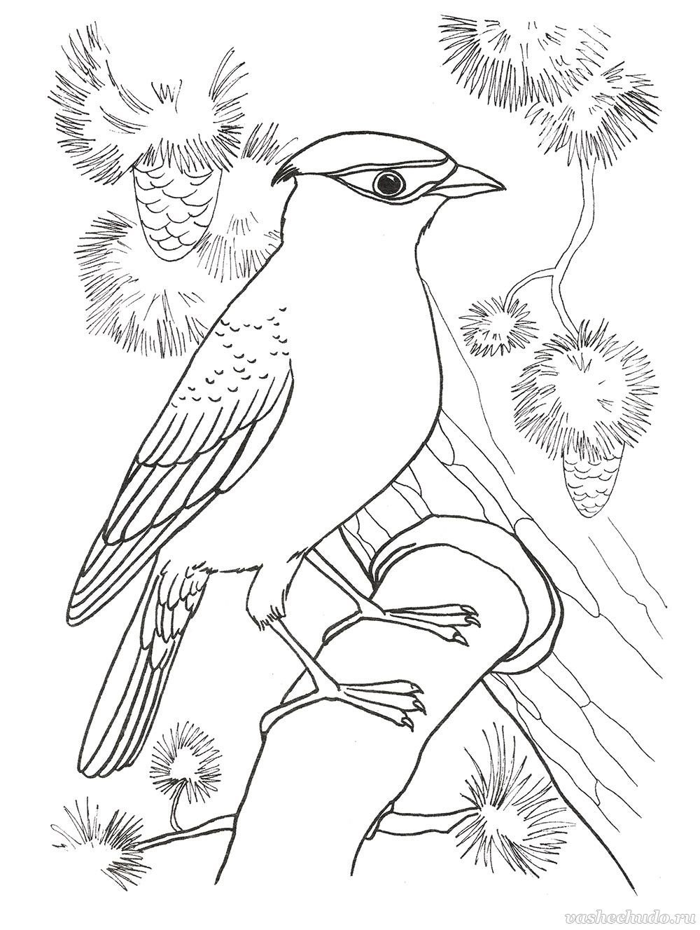 Раскраска клеста