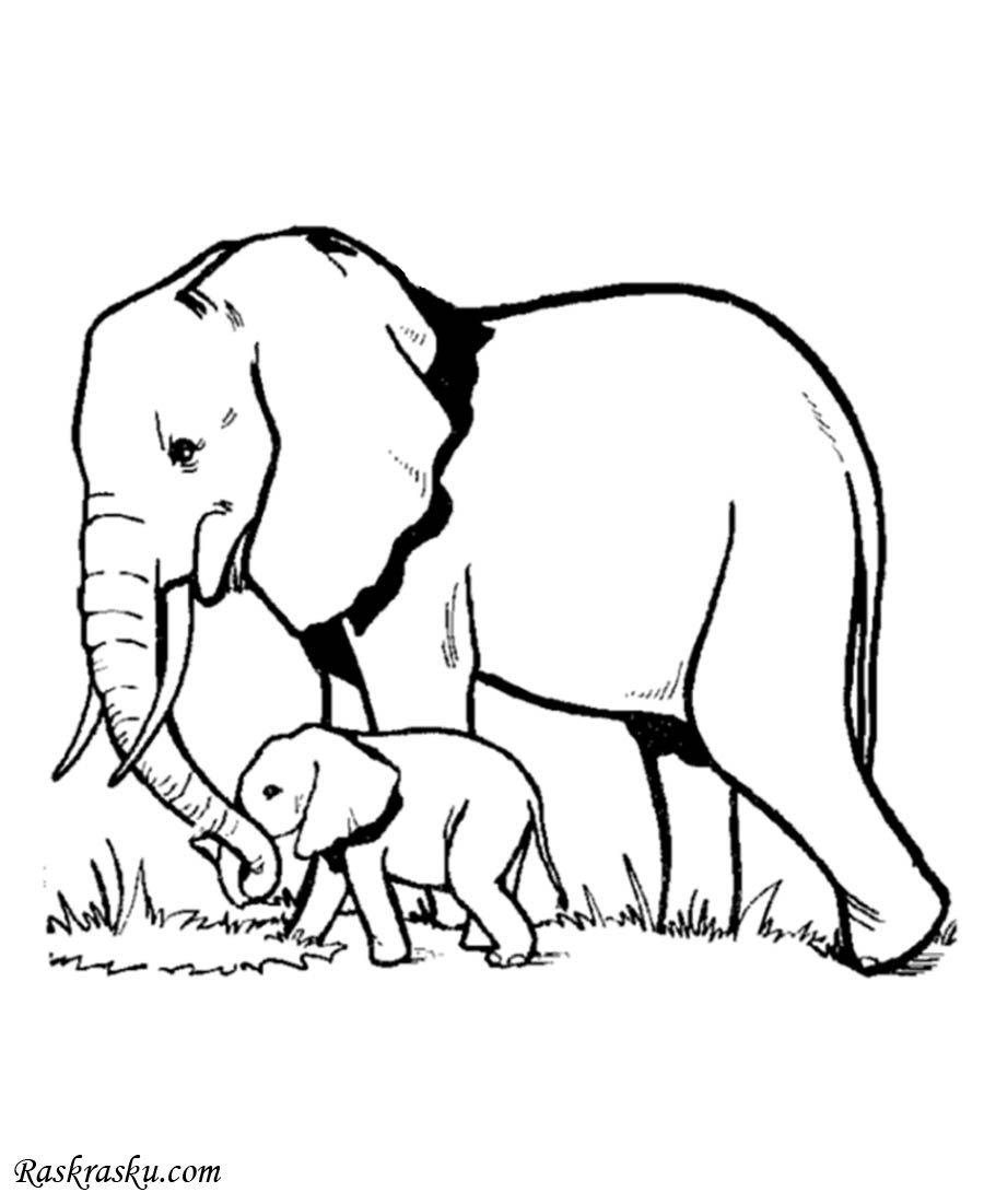 Раскраска корова с теленком