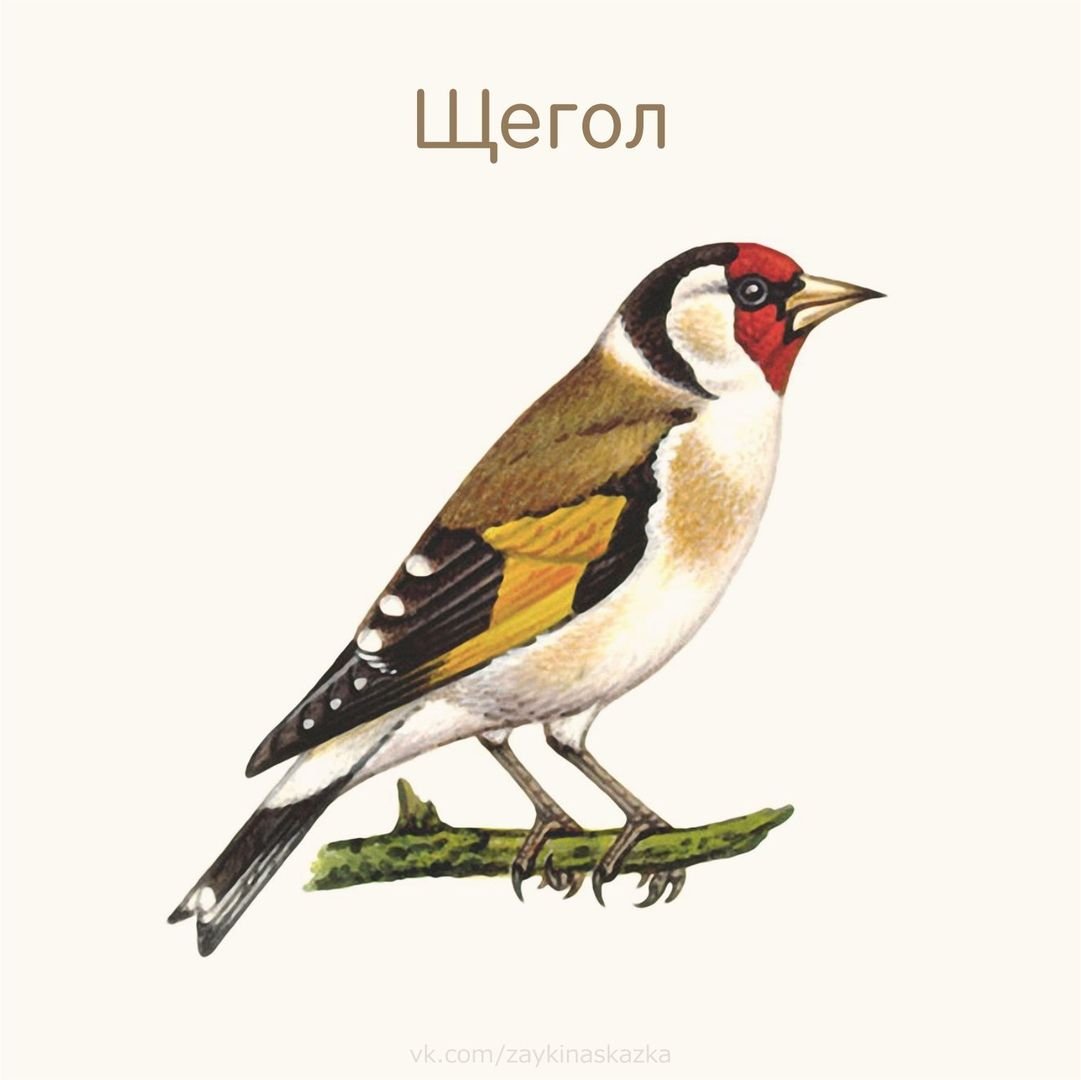 Отрисовки щегол