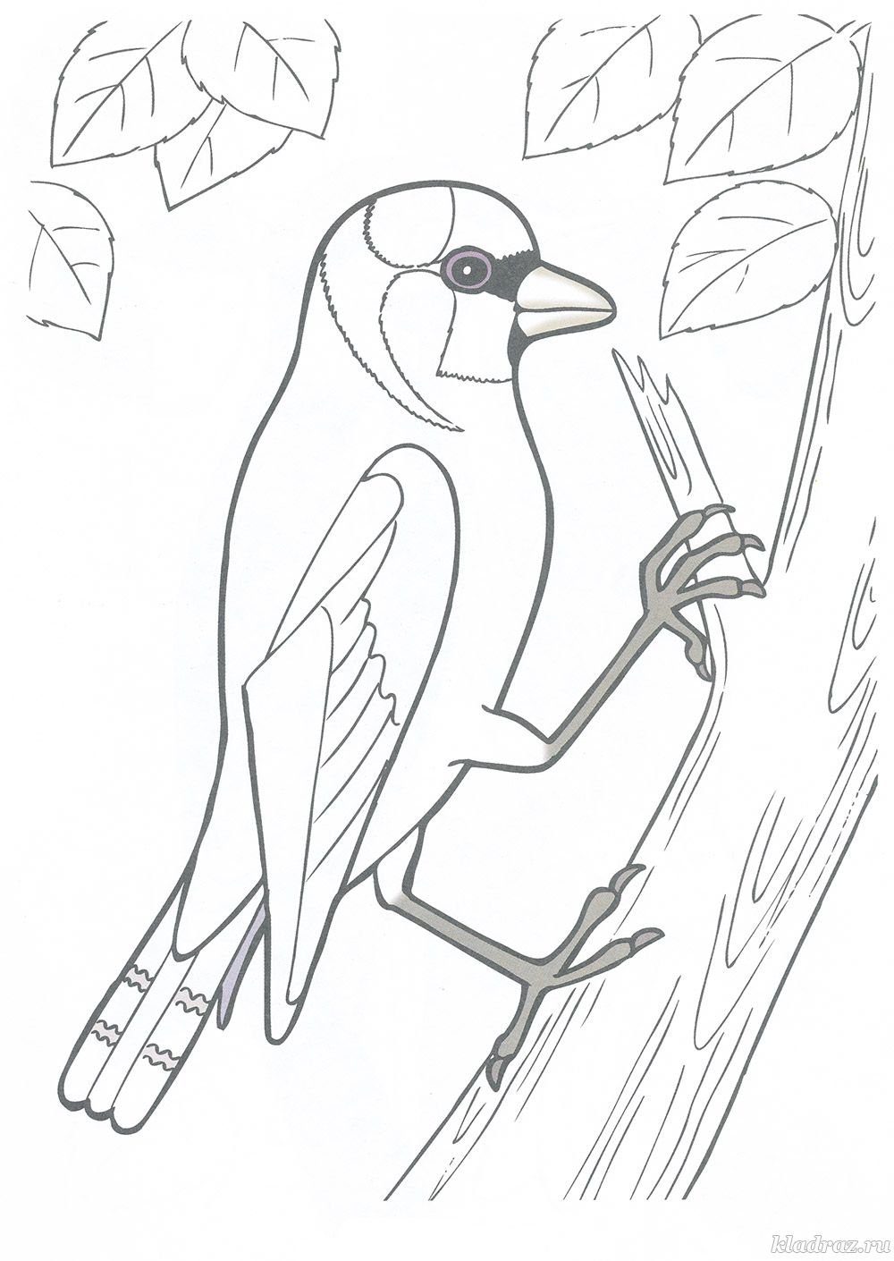 Щегол картинка на белом фоне