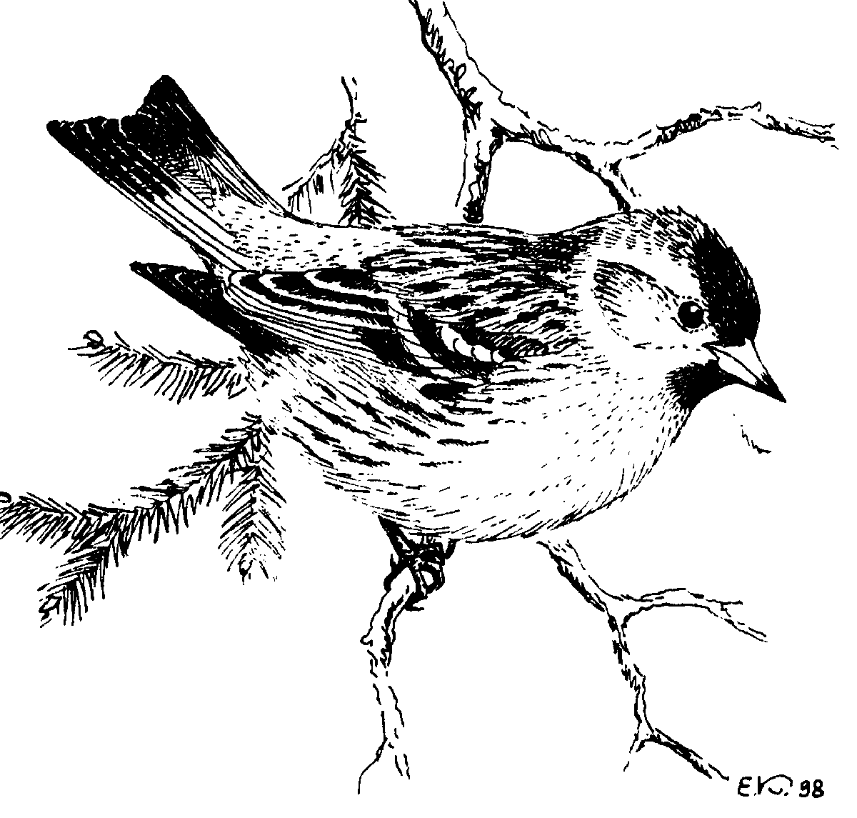 Раскраски птицы реалистичные