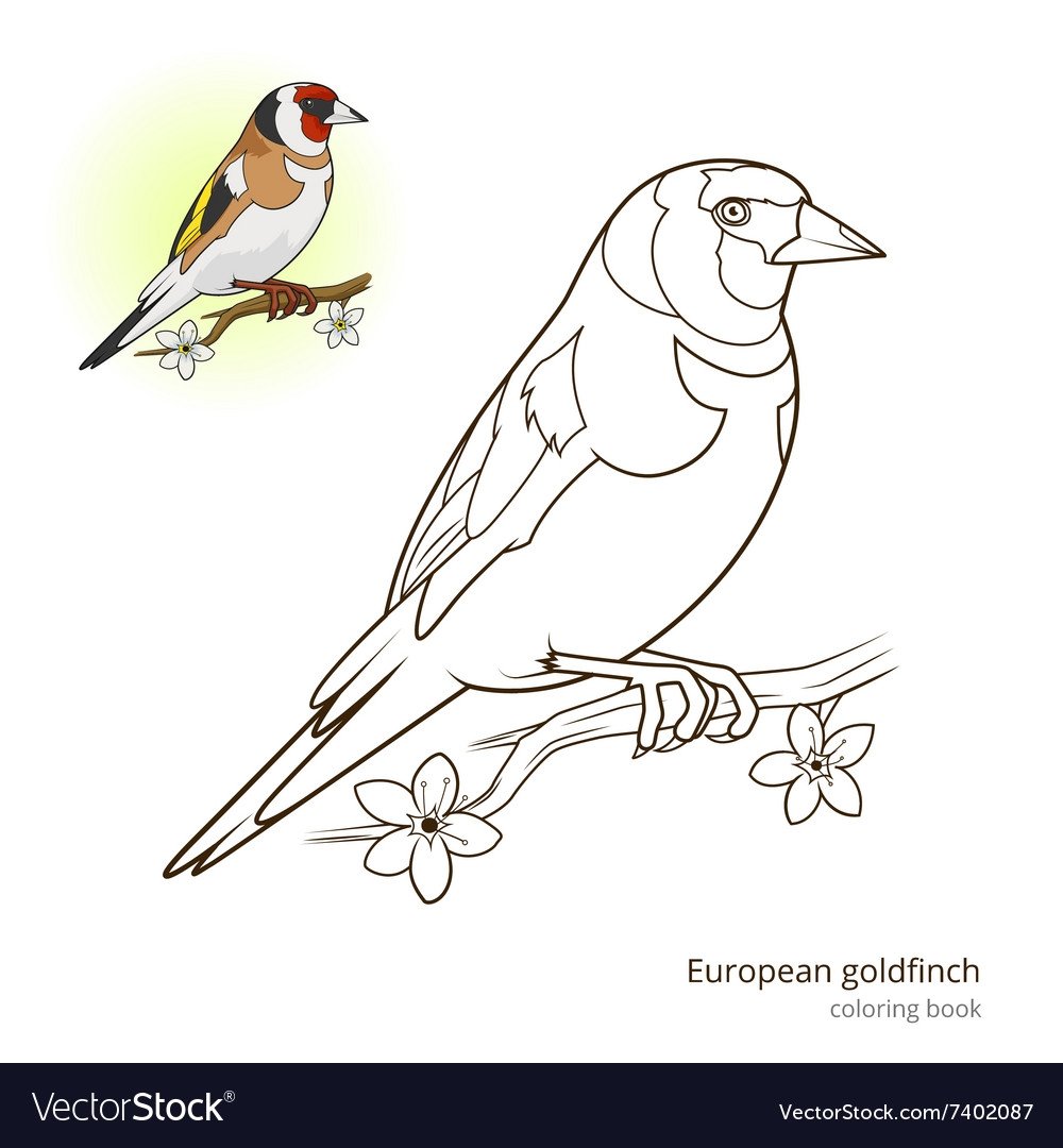 Щегол раскрашенный