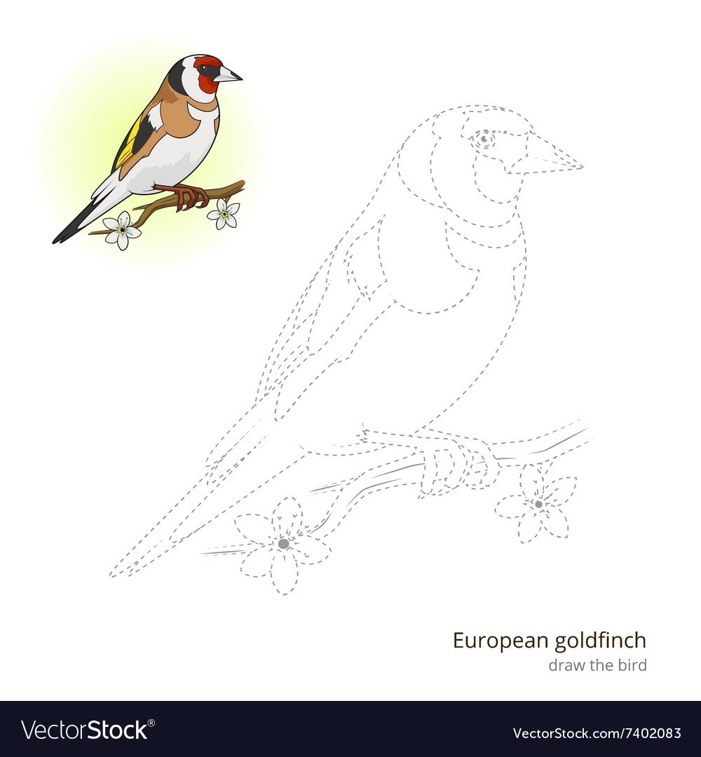 Щегол рисунок