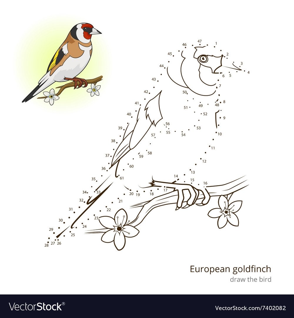 Черноголовый щегол раскраска