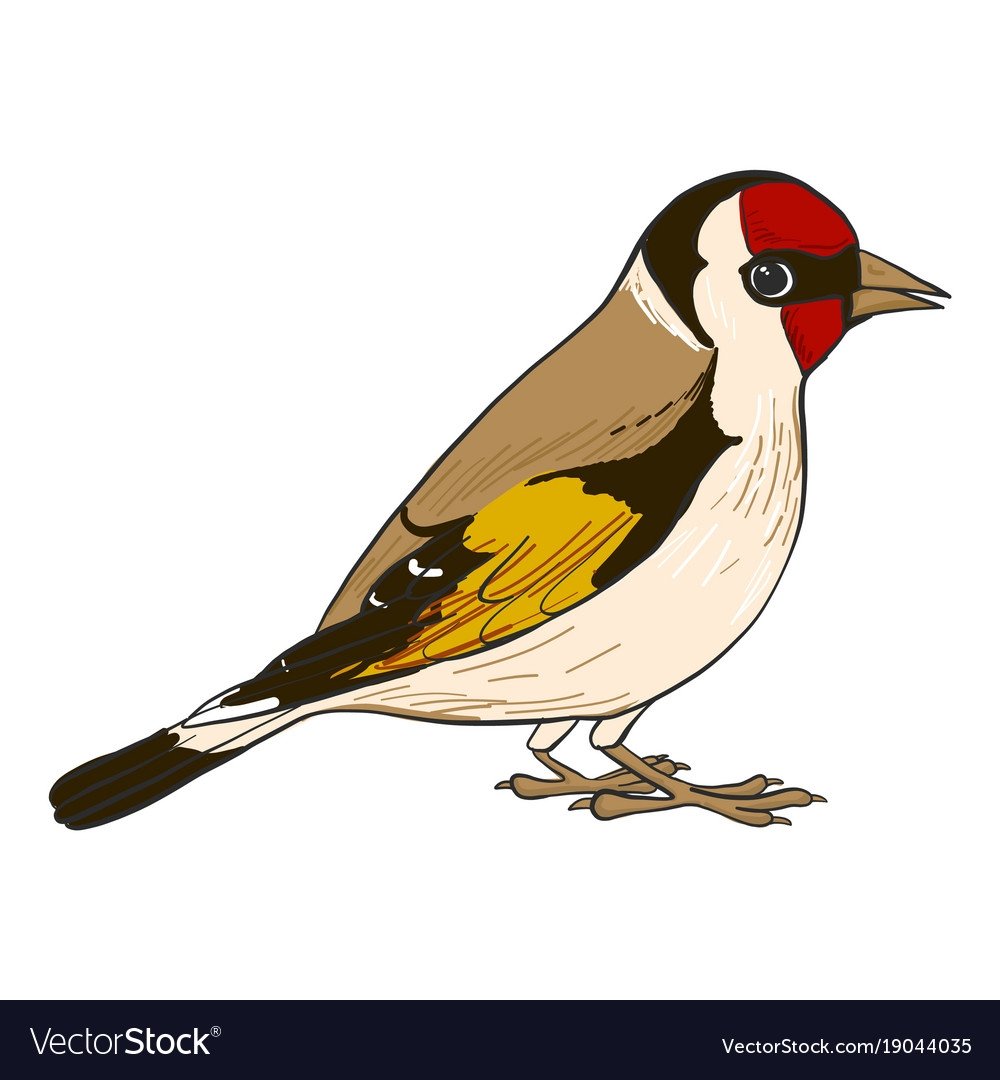 Чижик раскраска для детей