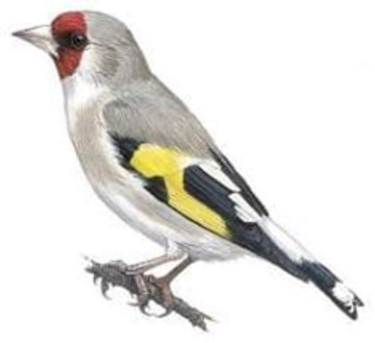 Карел Фабрициус