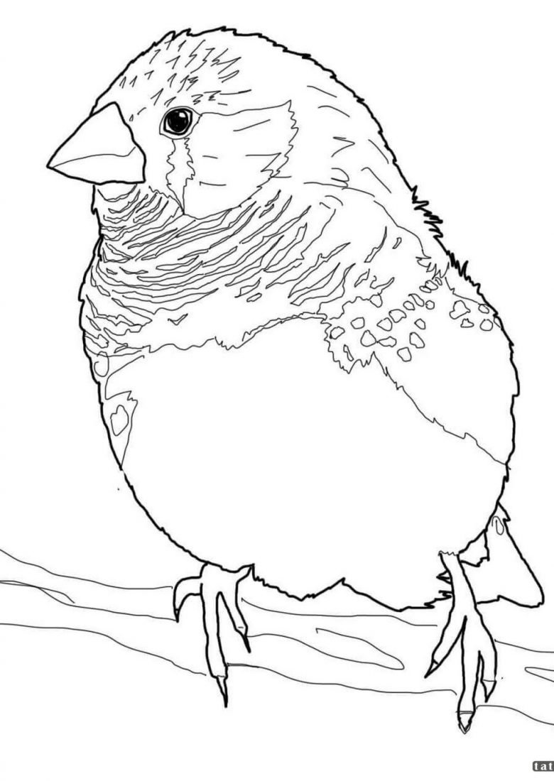 Рисунки зимующих птиц для раскрашивания