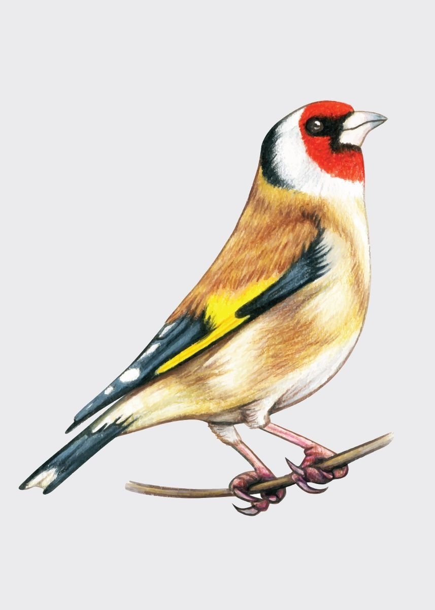 Зяблик раскраска