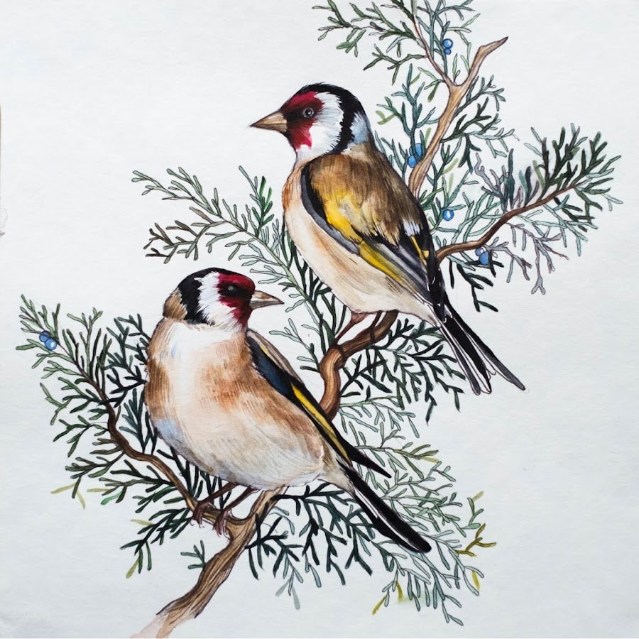 Щегол для детей