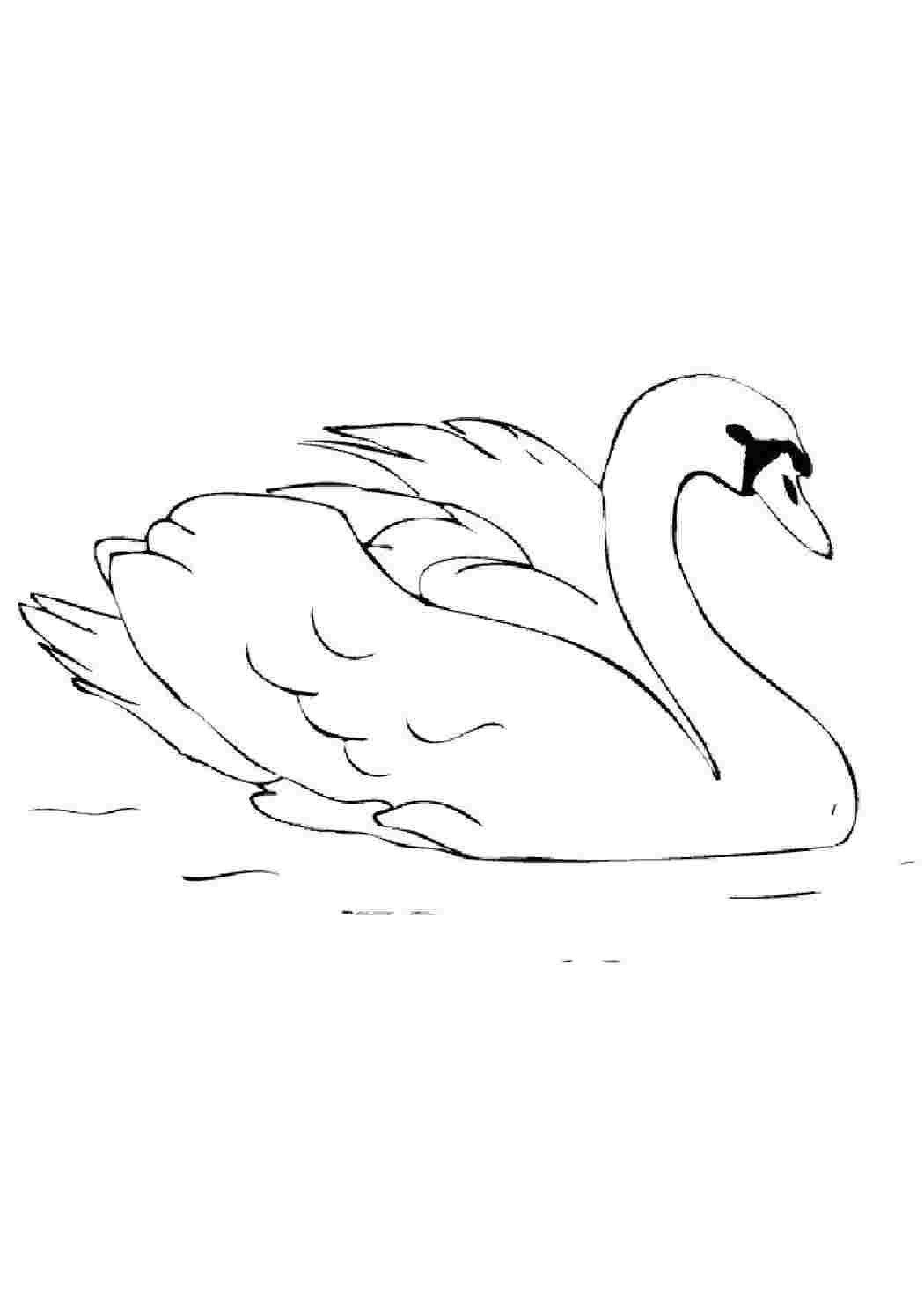 Маленький лебедь рисунок