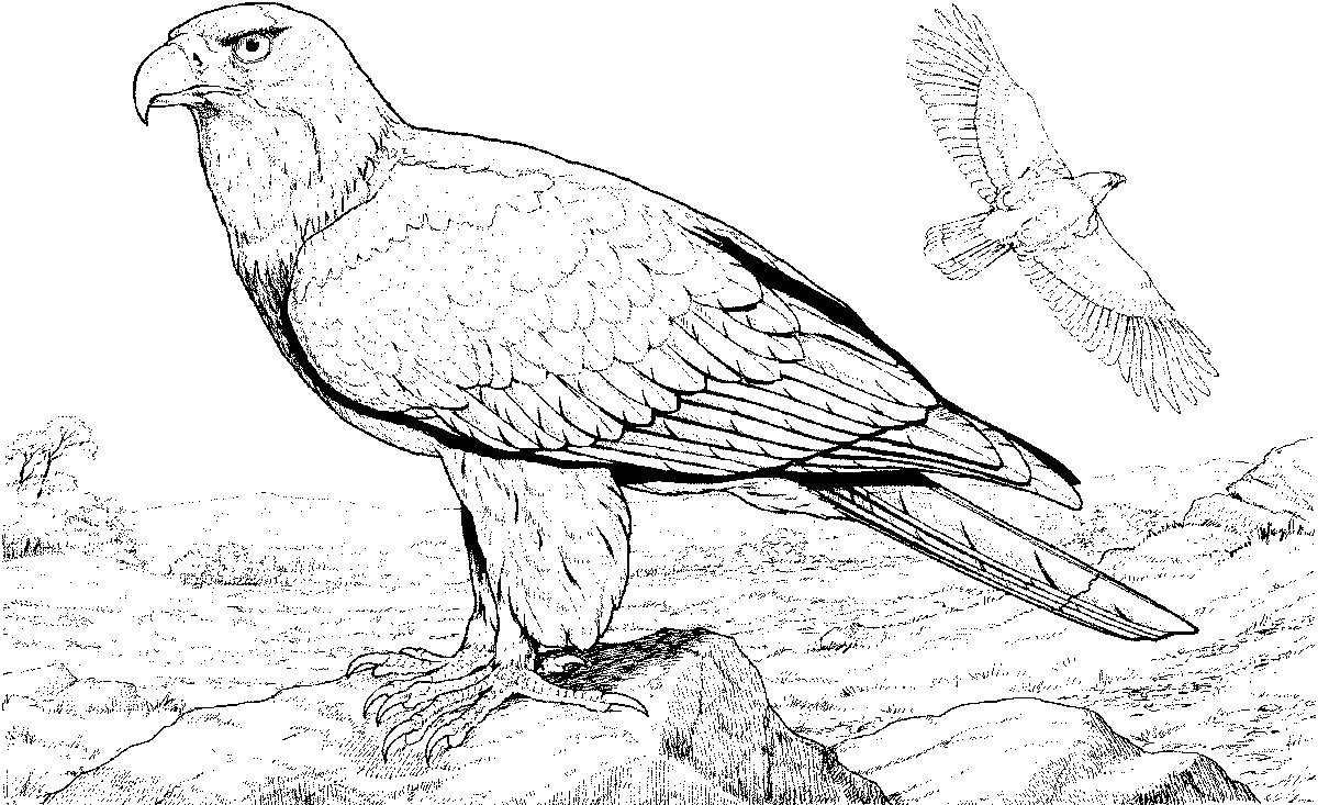 Расскраска Степной орёл