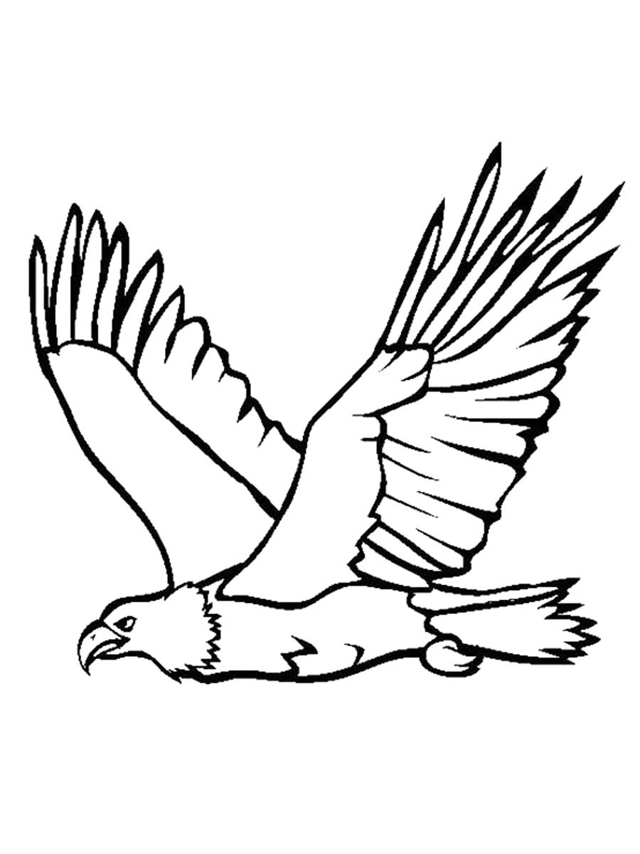 Беркут раскраска для детей
