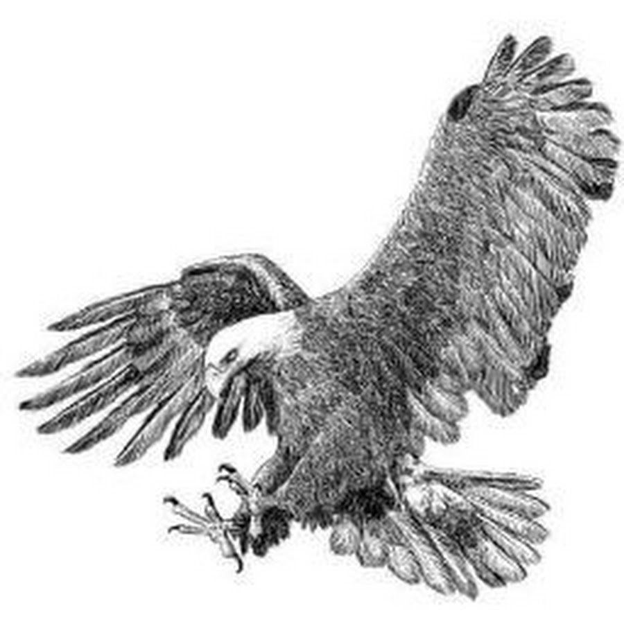 Орел степной раскраска