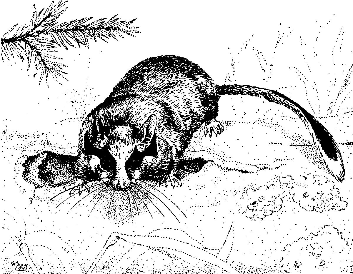 Лесная Соня раскраска