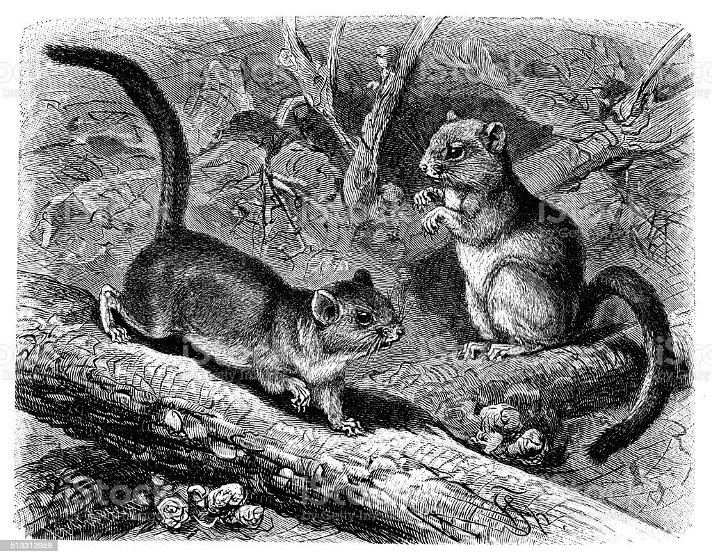 Полчок рисунок