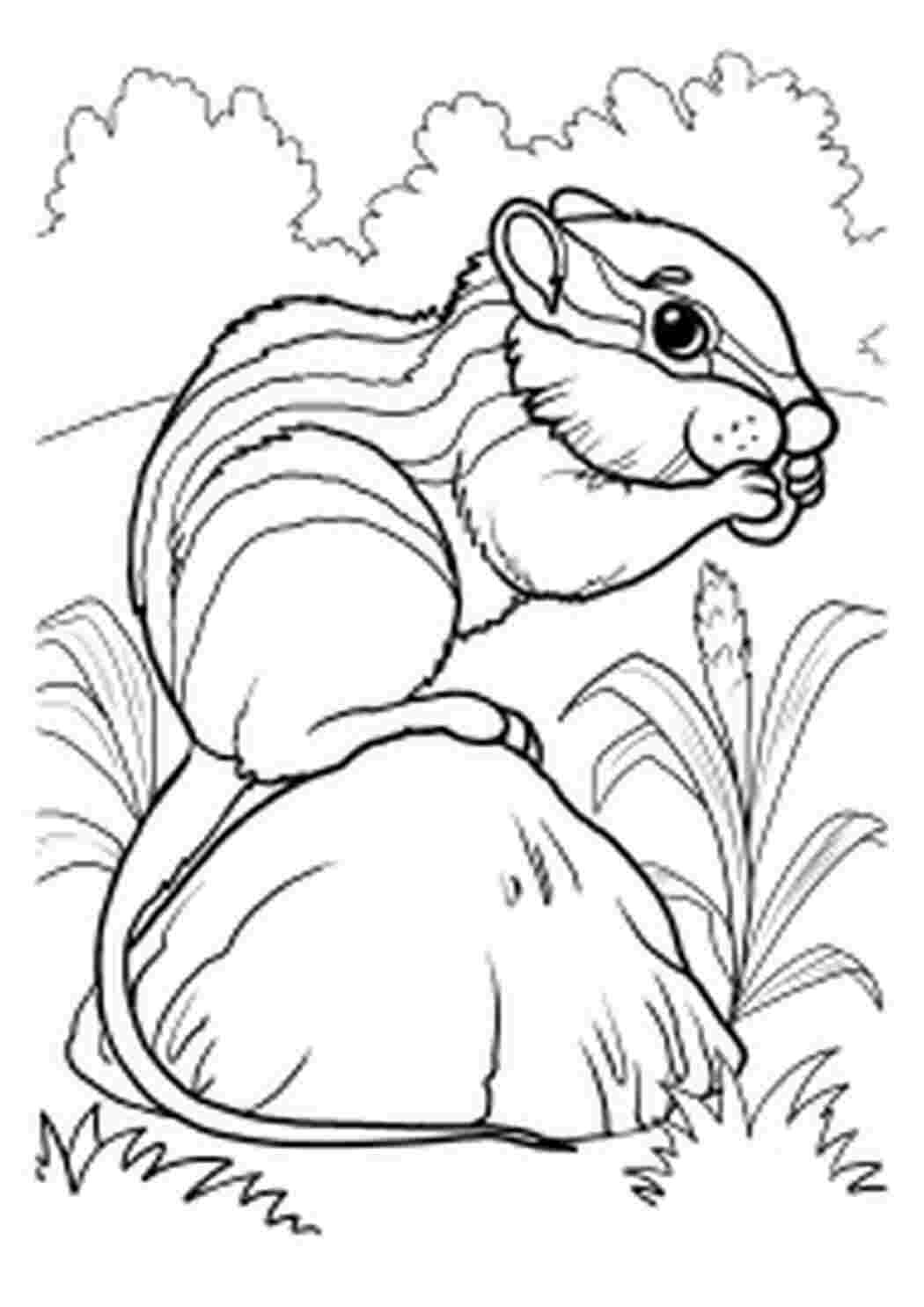 Раскраска животные бурундук