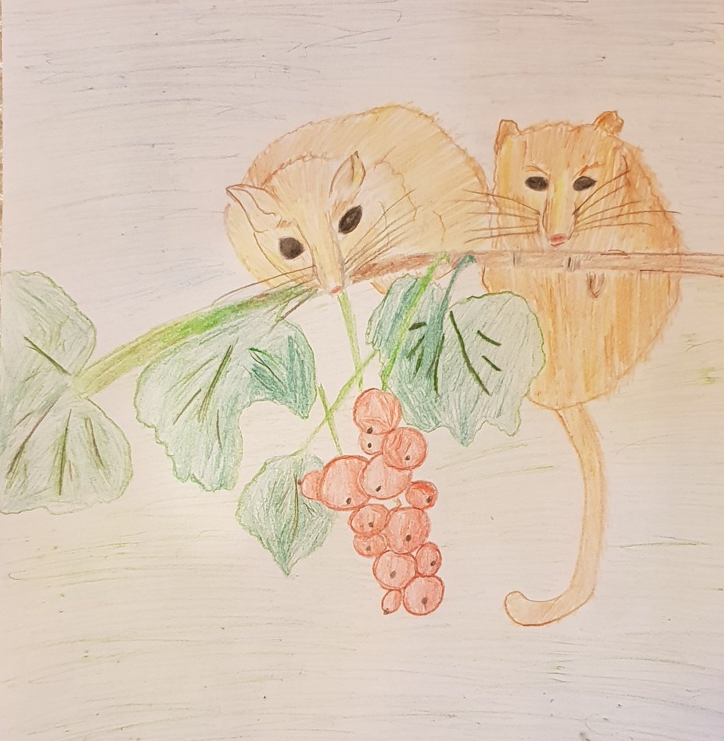 Орешниковая Соня рисунок