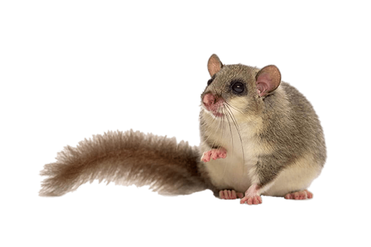 Орешниковая Соня на белом фоне