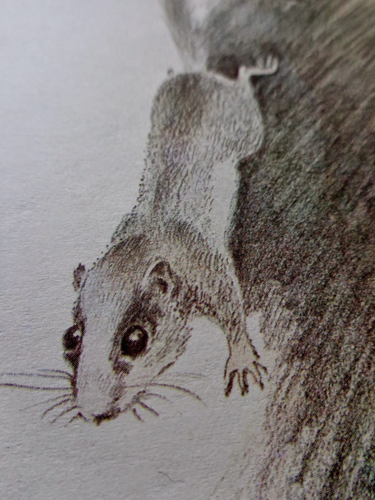 Лесная Соня