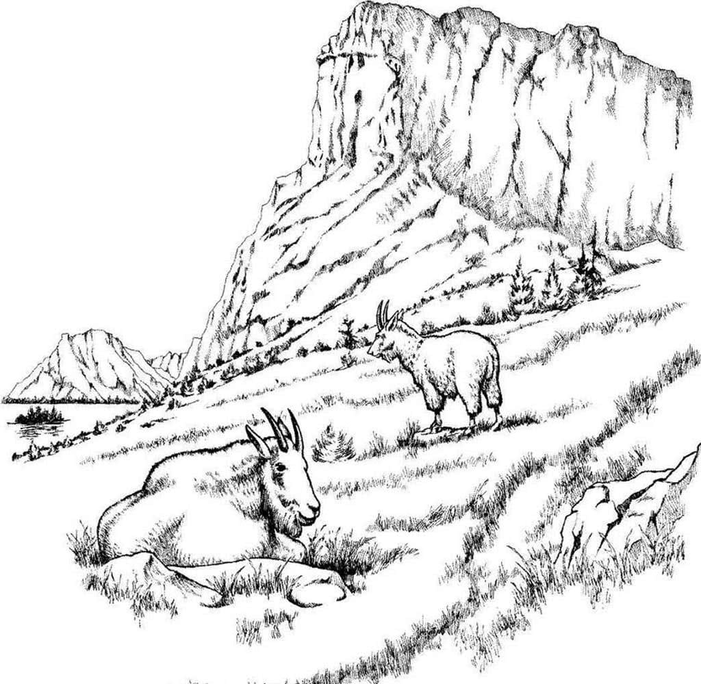 Сайгак раскраска для детей