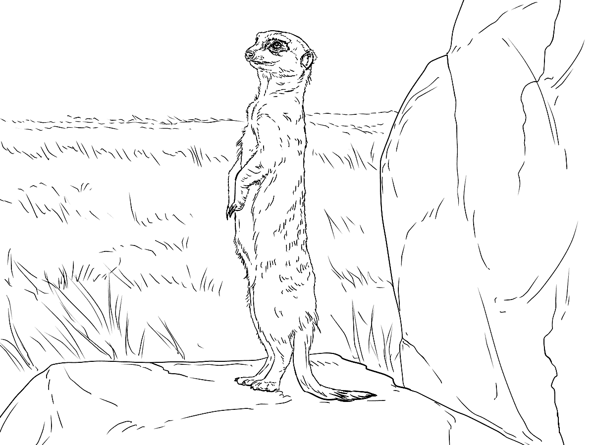 Сурикат раскраска для детей