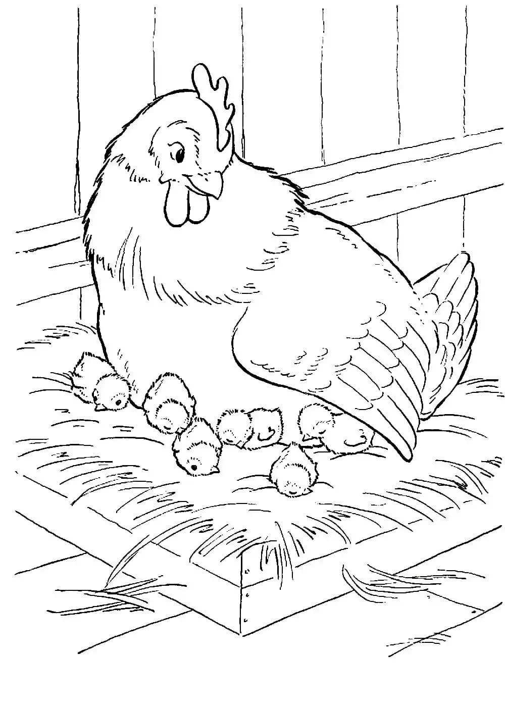 Курица петух цыплята раскраска