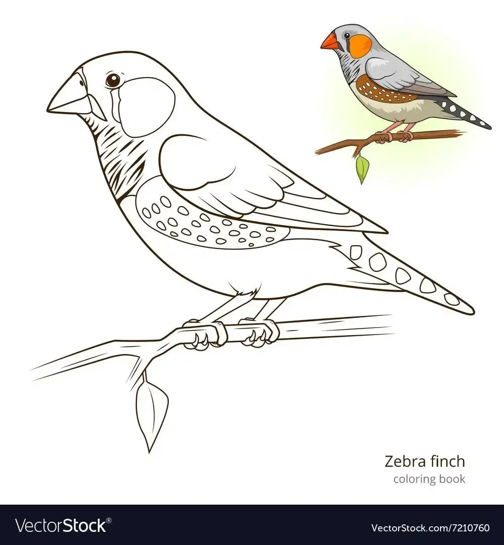 Раскраски для девочек птицы