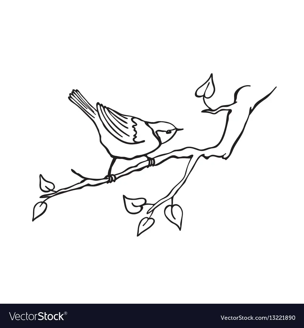 Раскраска птицы средняя группа