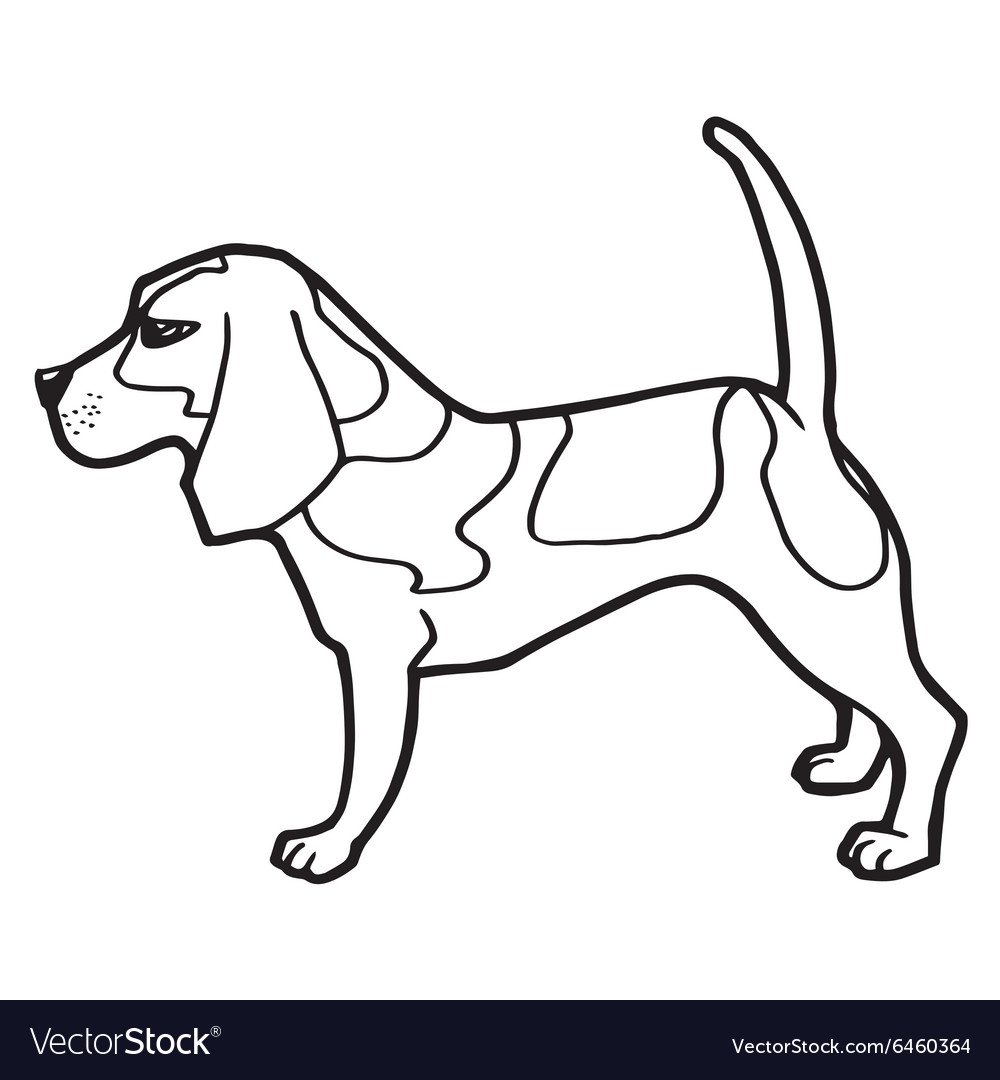 Раскраска собаки породы Бигль