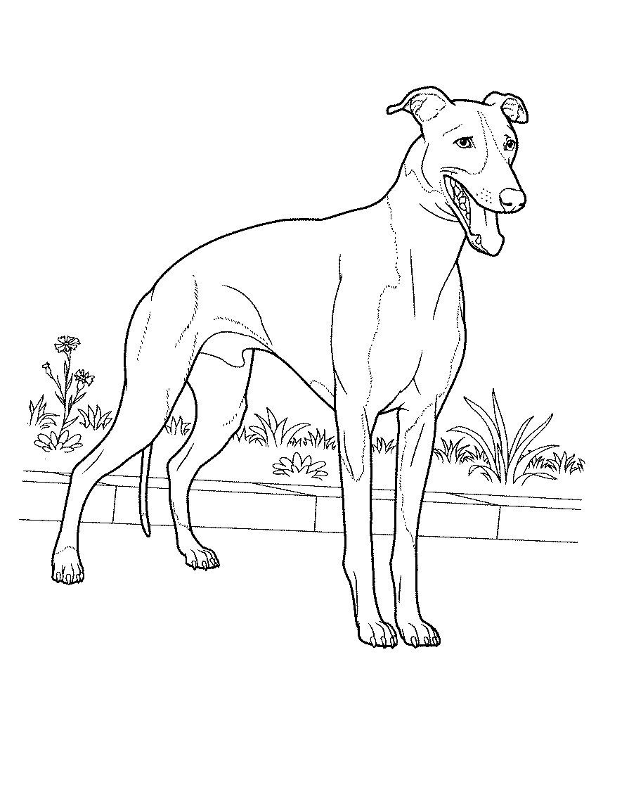 Анатомия уиппета