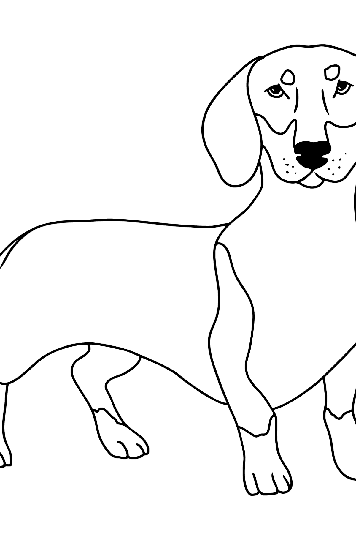 Раскраски собак породистых