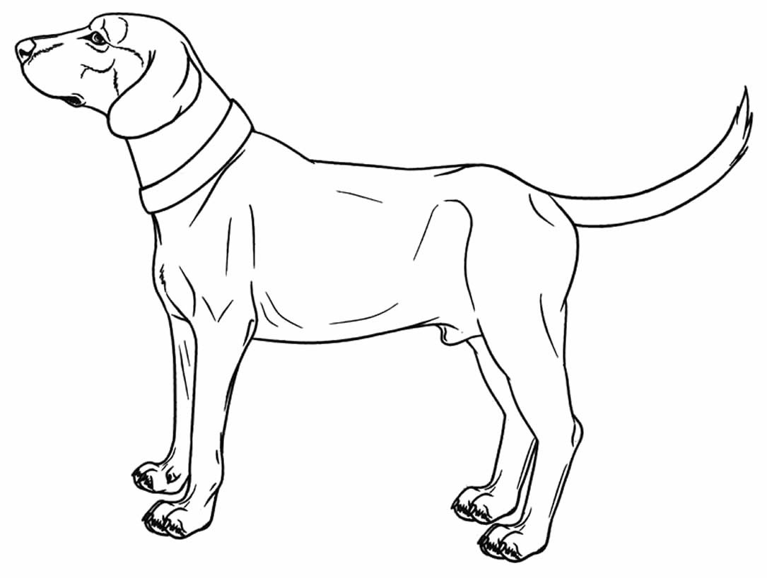 Раскраска собаки породы Бигль