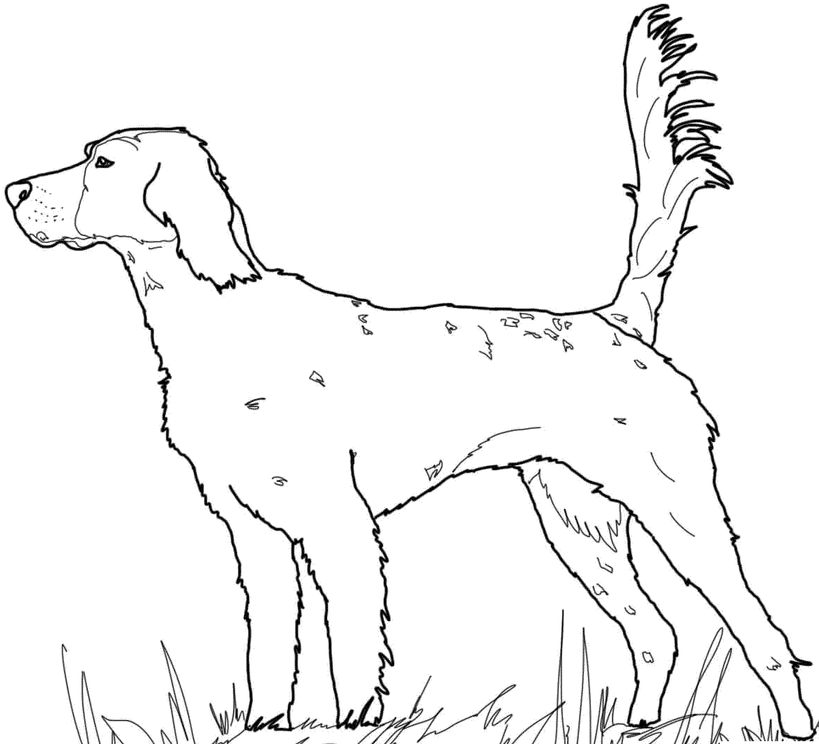 Раскраска лабрадор