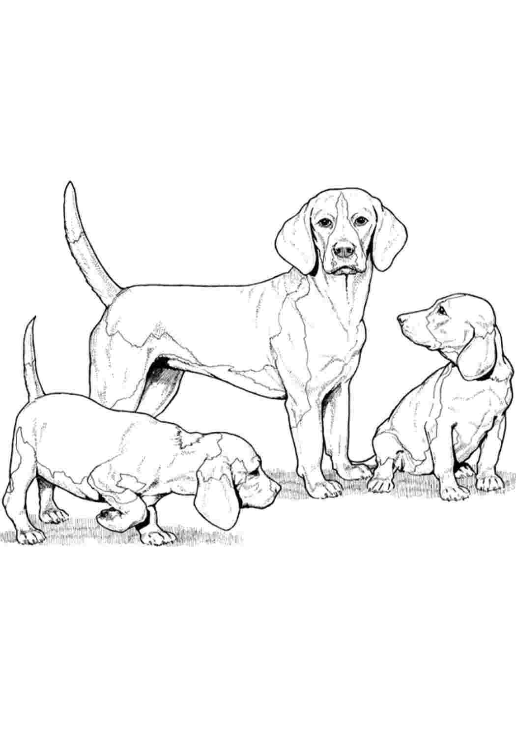 Борзая раскраска