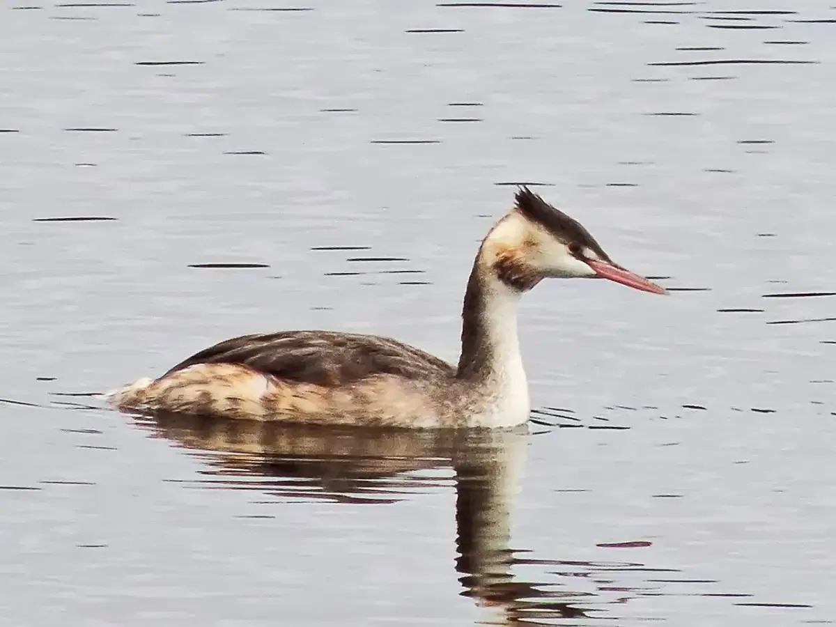 Перелётные птицы чомга