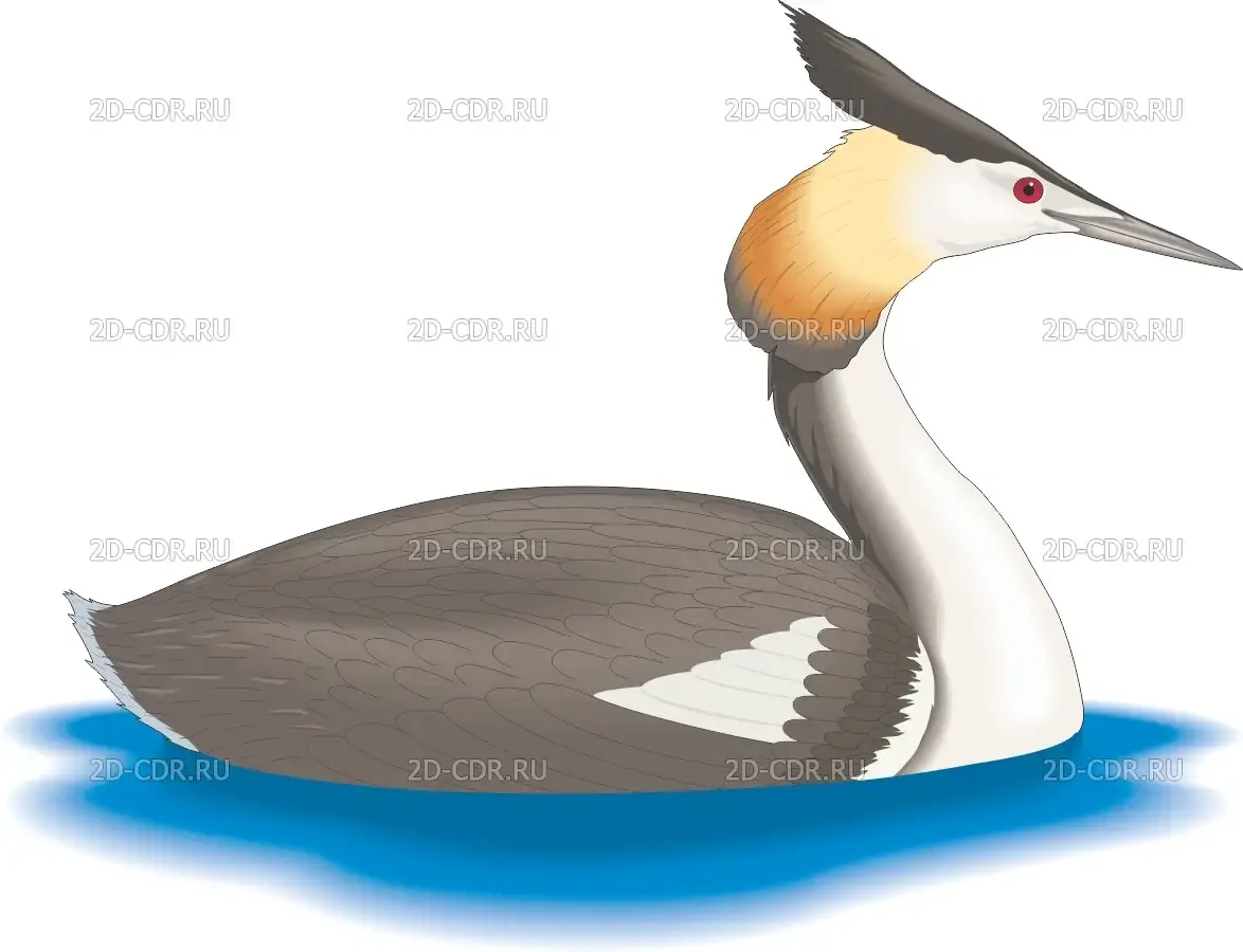 Чомга на белом фоне