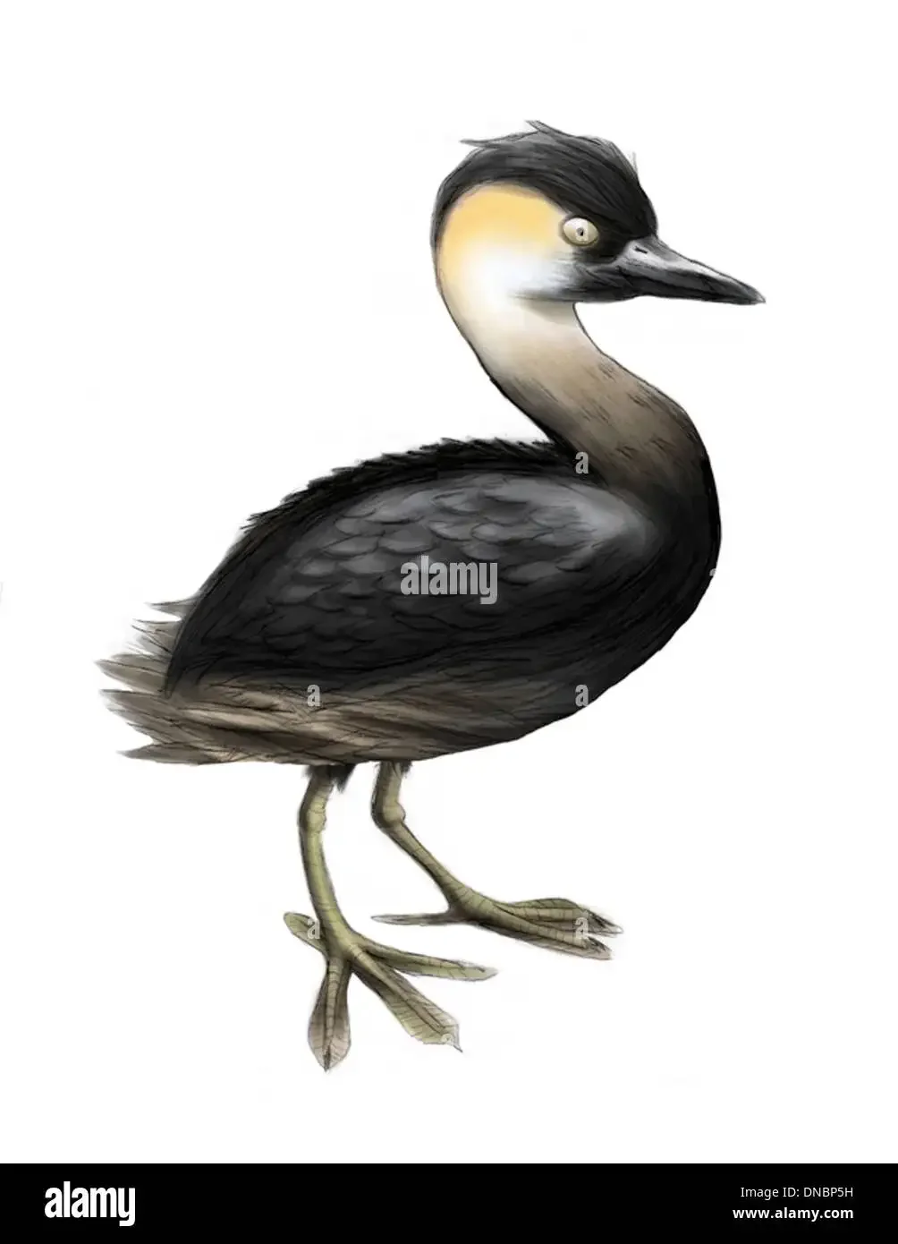 Птицы коллаж раскраска